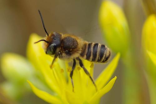 Réf. 300 292 : Megachile sp.